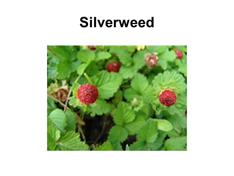 Silverweed